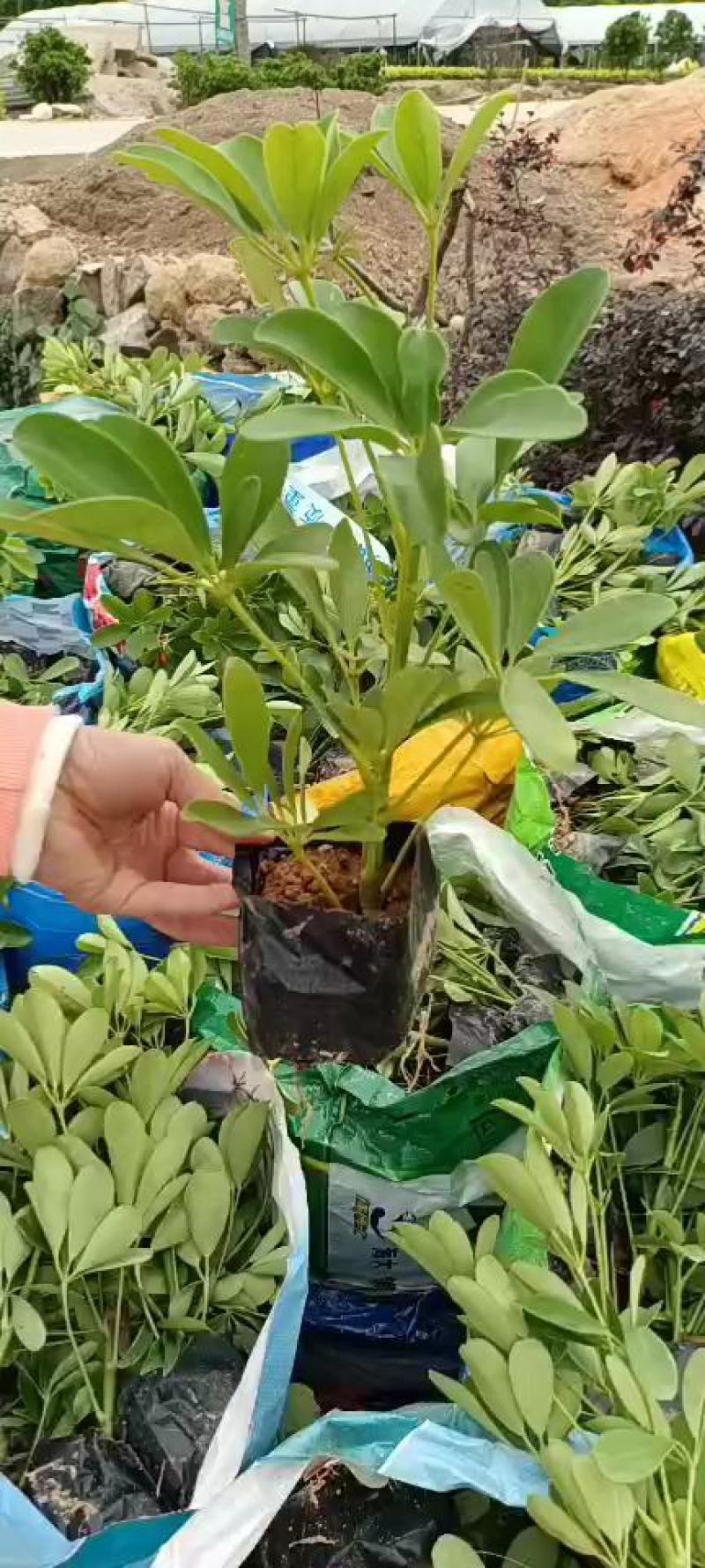 鸭脚木，福建种植批发基地欢迎新老客户来实地考察