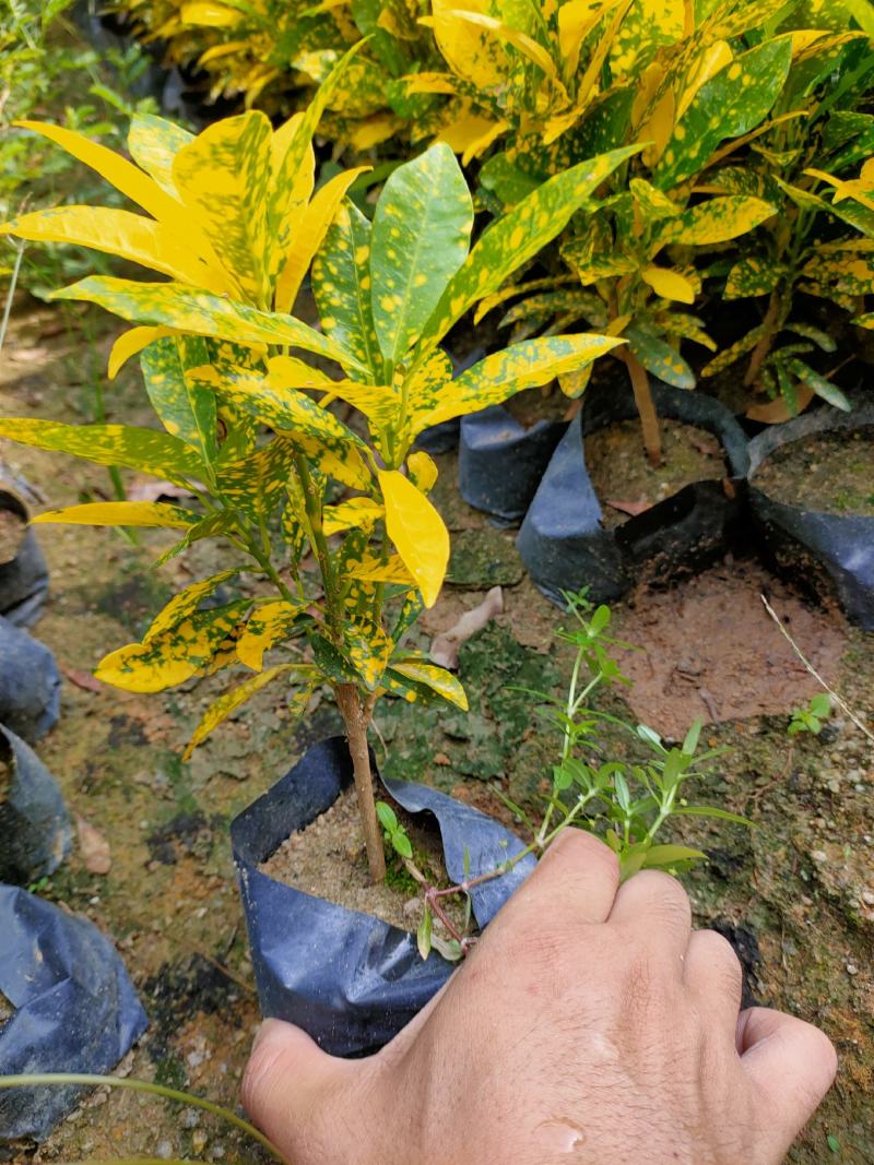 洒金珊瑚，福建种植批发基地欢迎新老客户来实地考察