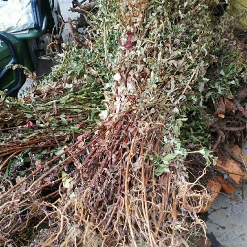 中药材元宝草合掌草对月草整棵带根干货