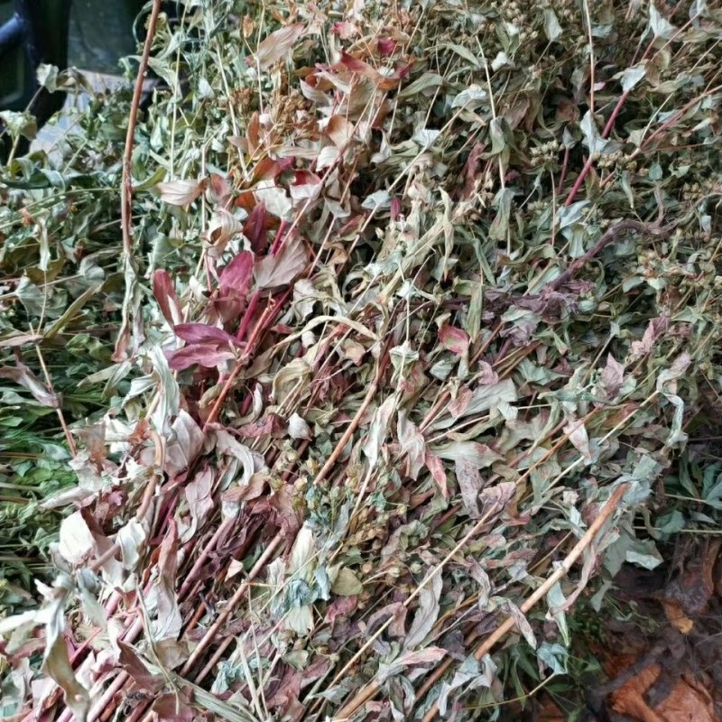 中药材元宝草合掌草对月草整棵带根干货