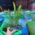 肾蕨大袋，福建种植批发基地欢迎新老客户来实地考察