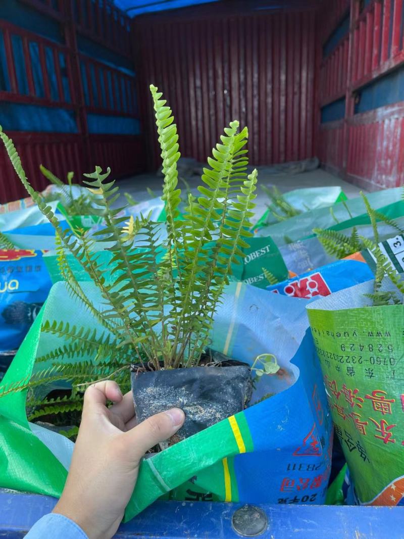 肾蕨大袋，福建种植批发基地欢迎新老客户来实地考察