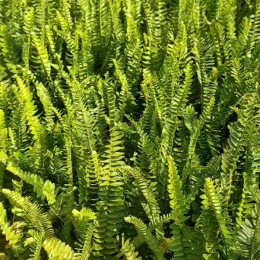 肾蕨大袋，福建种植批发基地欢迎新老客户来实地考察