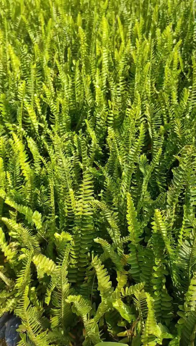 肾蕨大袋，福建种植批发基地欢迎新老客户来实地考察