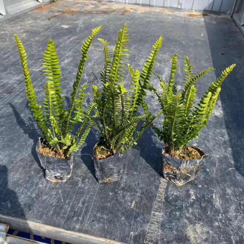 肾蕨大袋，福建种植批发基地欢迎新老客户来实地考察