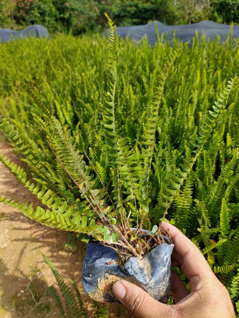 肾蕨大袋，福建种植批发基地欢迎新老客户来实地考察