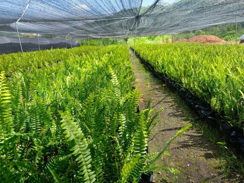 肾蕨大袋，福建种植批发基地欢迎新老客户来实地考察