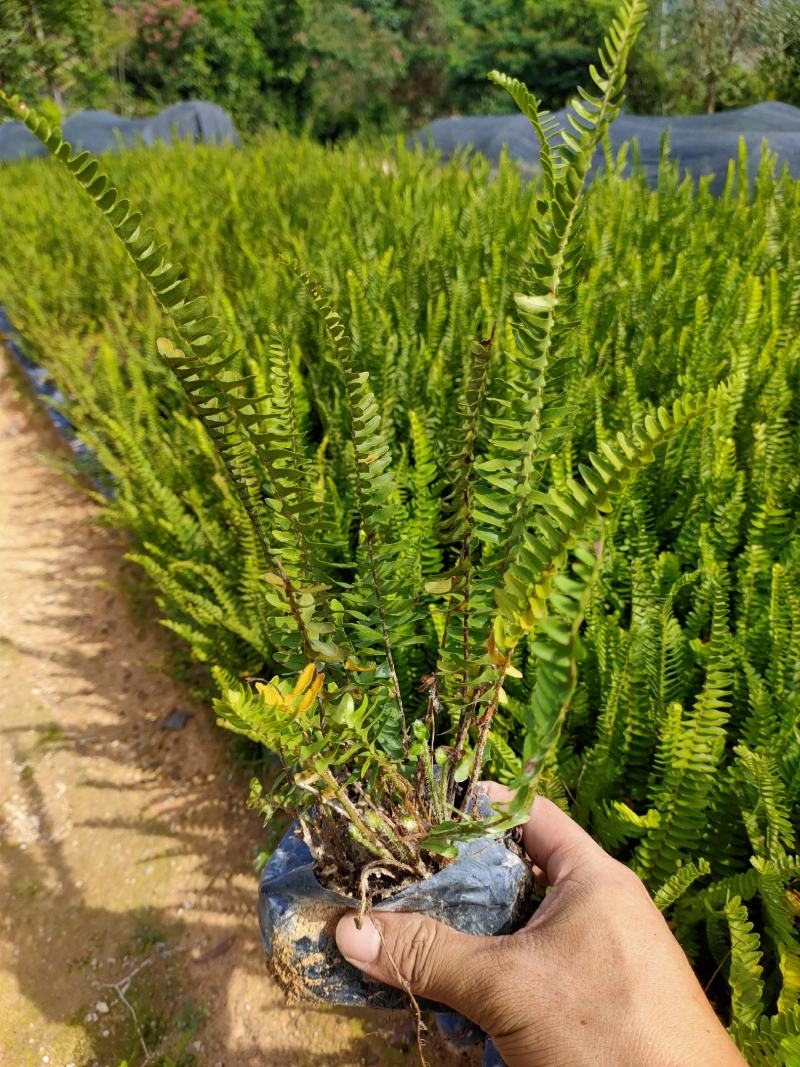 肾蕨大袋，福建种植批发基地欢迎新老客户来实地考察