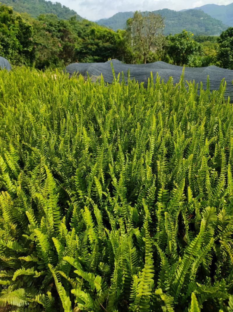 肾蕨大袋，福建种植批发基地欢迎新老客户来实地考察