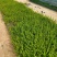 肾蕨大袋，福建种植批发基地欢迎新老客户来实地考察