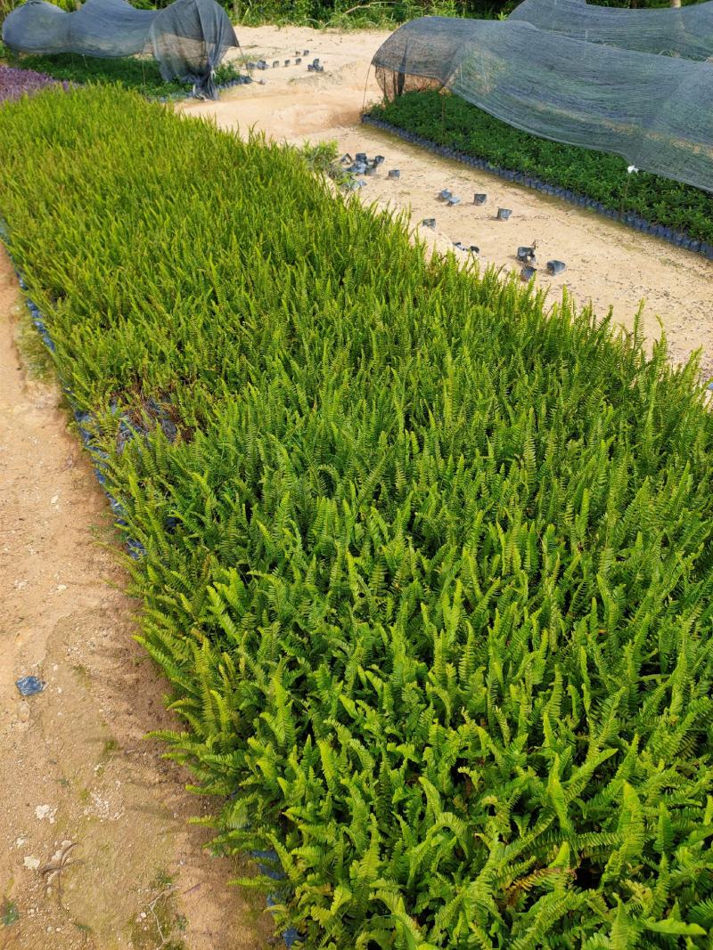 肾蕨大袋，福建种植批发基地欢迎新老客户来实地考察