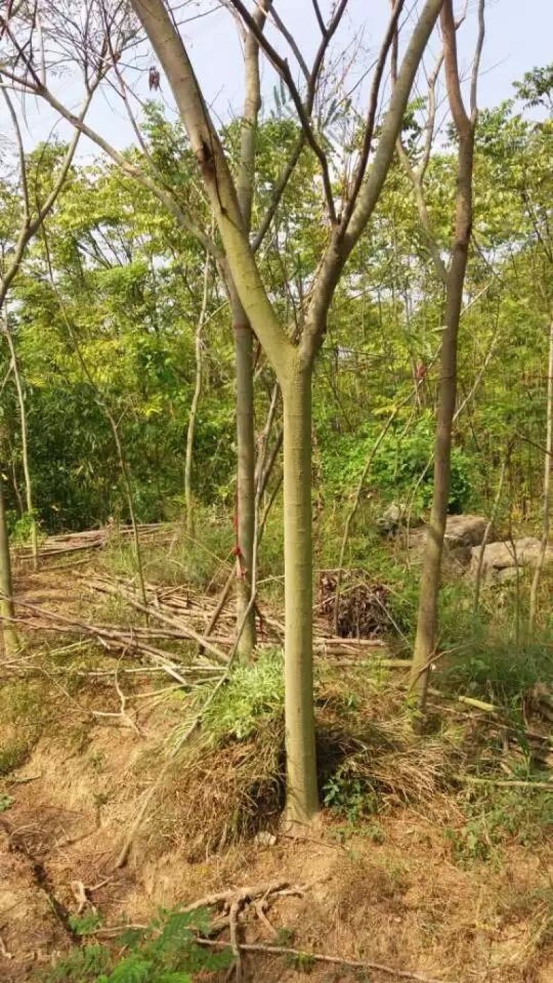 青枫3公分，，嫁接红枫，九江青枫，江西特有树种，需要联系