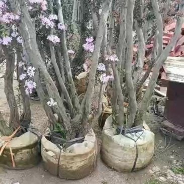 毛鹃桩，福建种植批发基地欢迎新老客户来实地考察