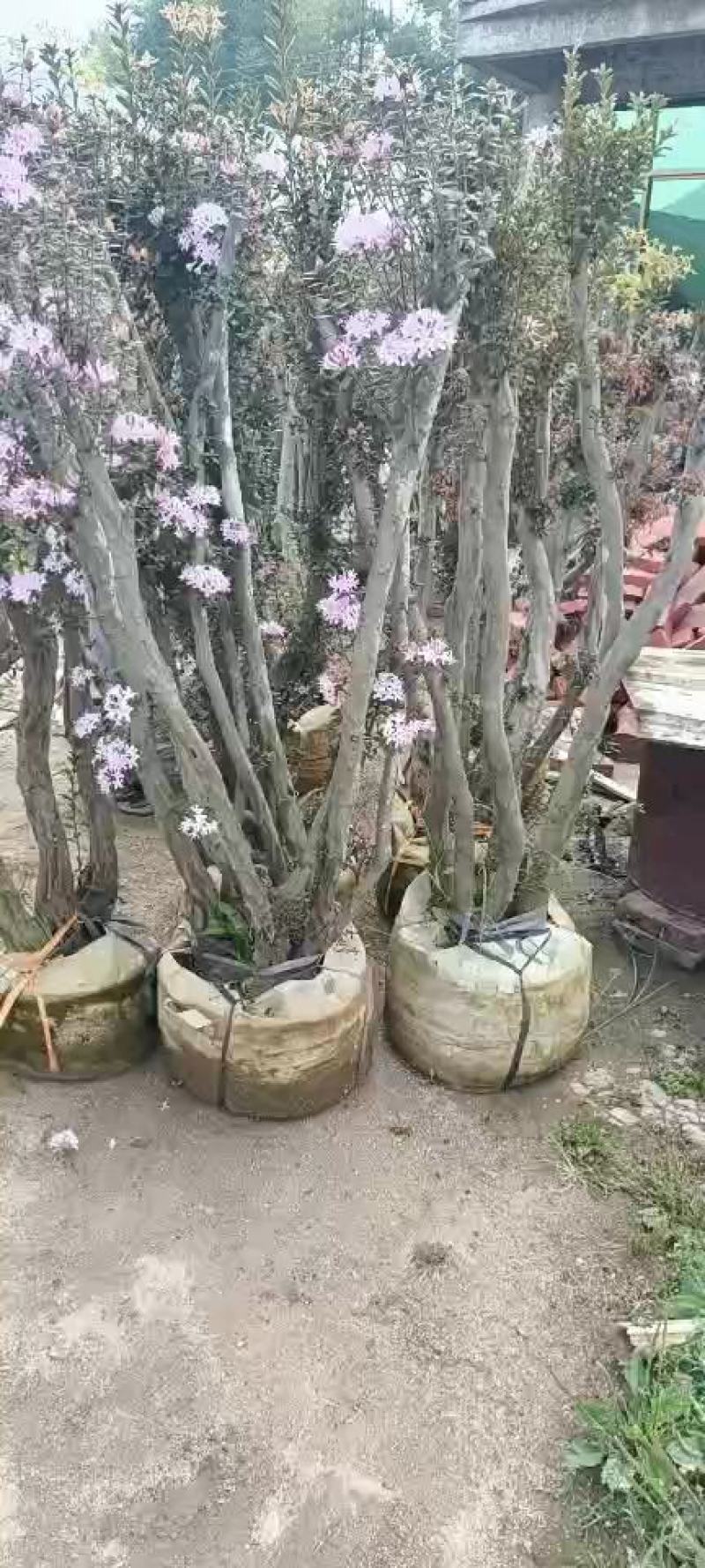 毛鹃桩，福建种植批发基地欢迎新老客户来实地考察