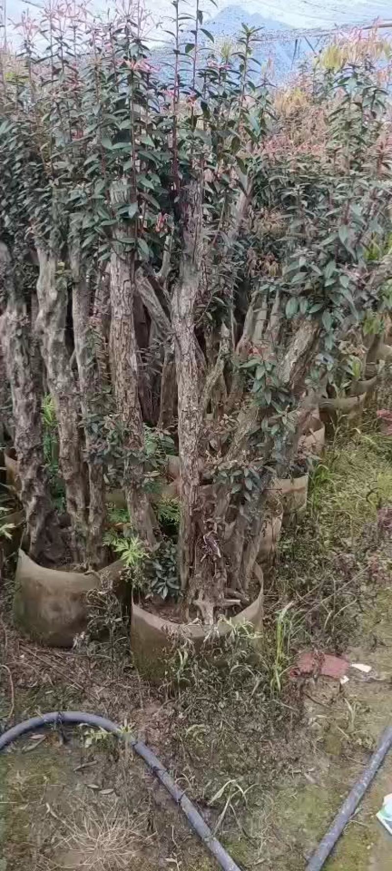 毛鹃桩，福建种植批发基地欢迎新老客户来实地考察
