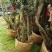 毛鹃桩，福建种植批发基地欢迎新老客户来实地考察