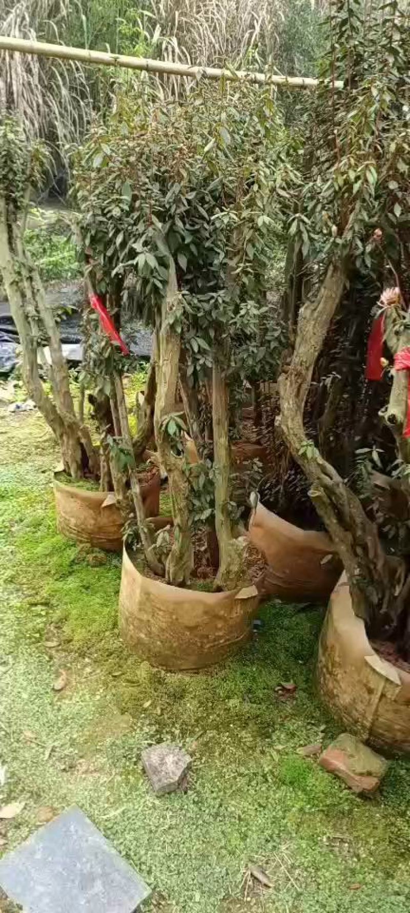 毛鹃桩，福建种植批发基地欢迎新老客户来实地考察