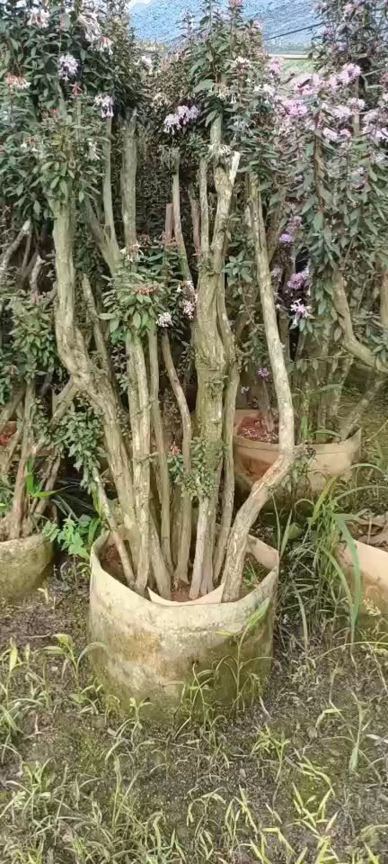 毛鹃桩，福建种植批发基地欢迎新老客户来实地考察