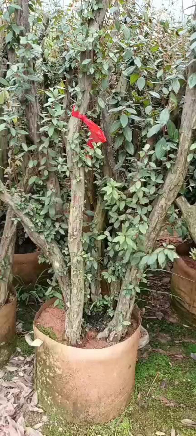 毛鹃桩，福建种植批发基地欢迎新老客户来实地考察