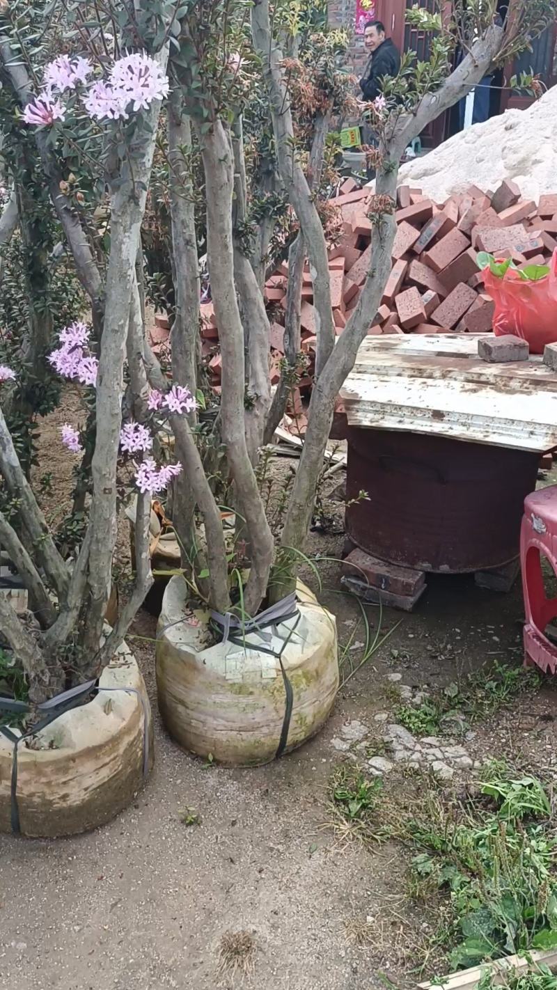 毛鹃桩，福建种植批发基地欢迎新老客户来实地考察