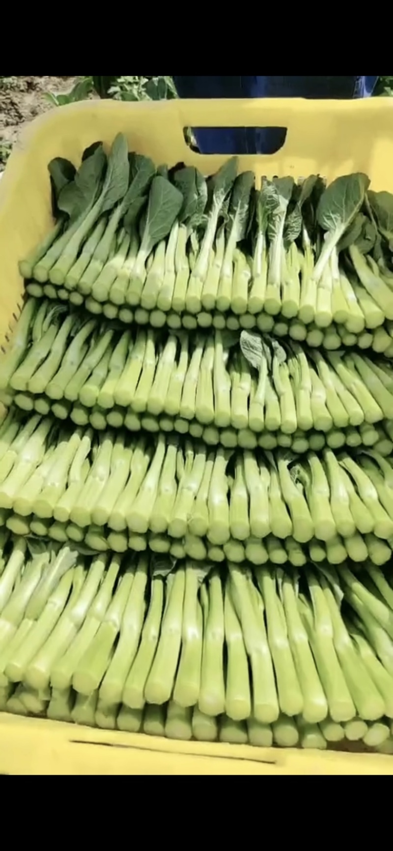 菜苔菜薹菜心（长期合作）一手货源，种植直供