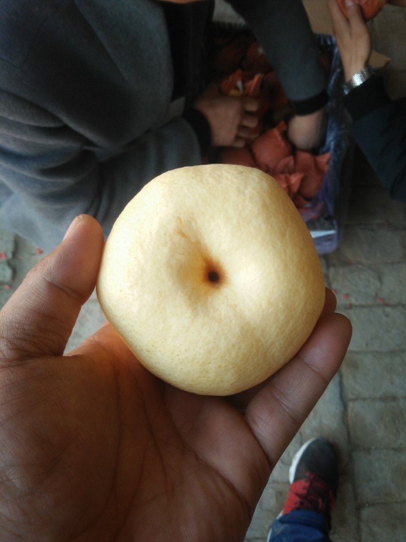 陕西酥梨价格，酥梨批发，货源充足，价格稳定，砀山酥梨基地