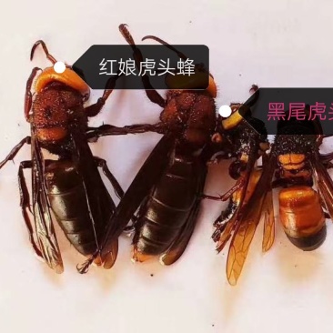 红娘虎头蜂