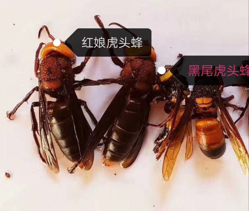 红娘虎头蜂
