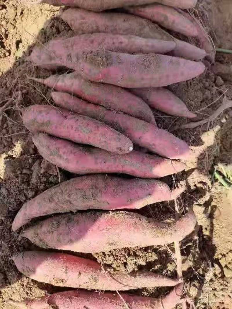 【精品】西瓜红红薯软糯香甜货源充足产地直供欢迎联系