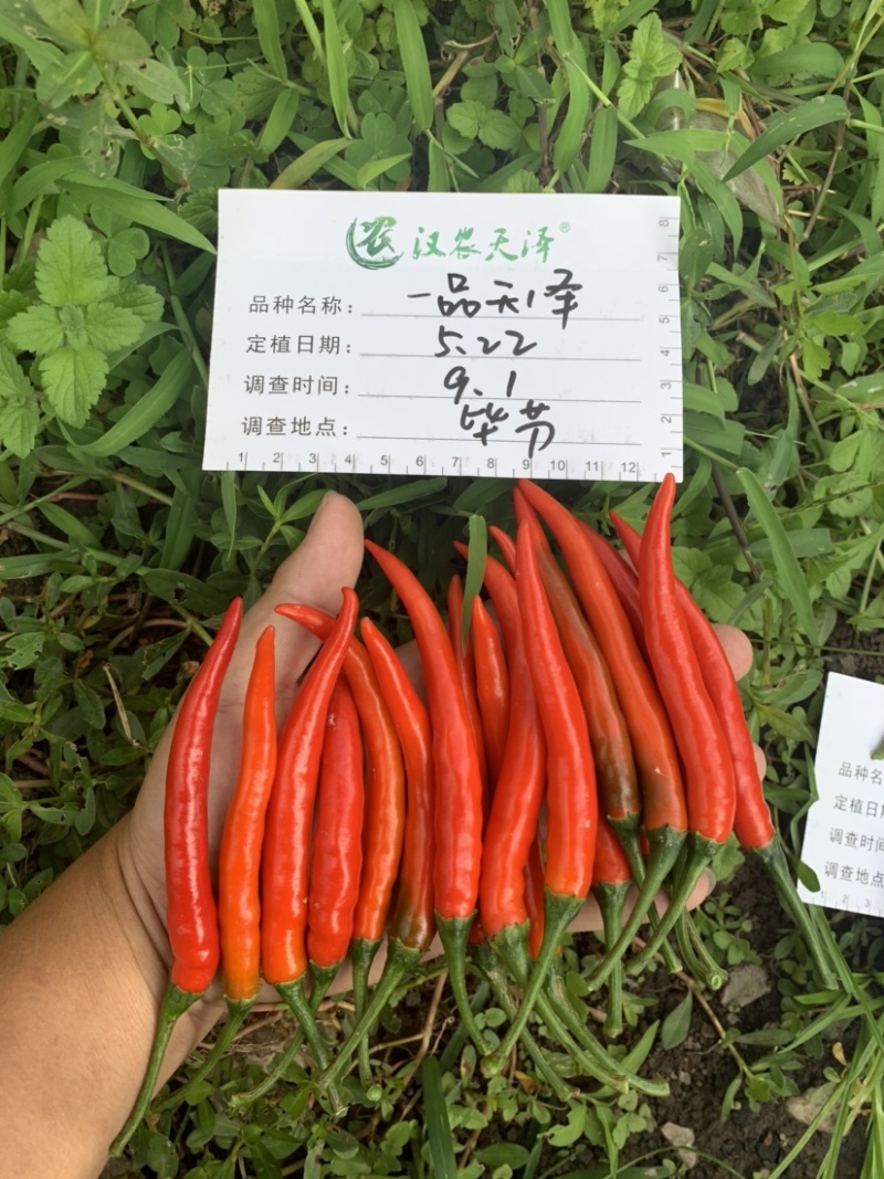 泰系大果型朝天椒-一品天泽（抗性好，硬度好，产量高）