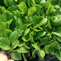 白菜苗预定