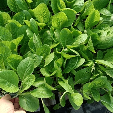 白菜苗预定