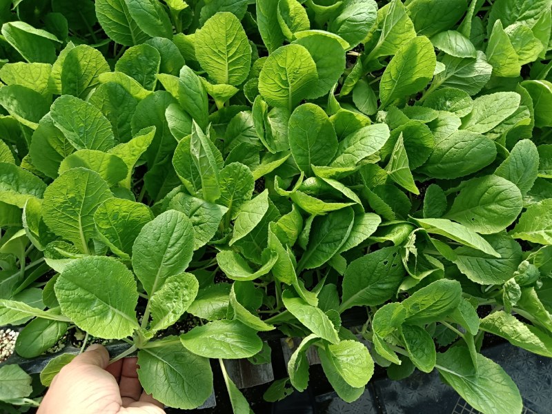 白菜苗预定