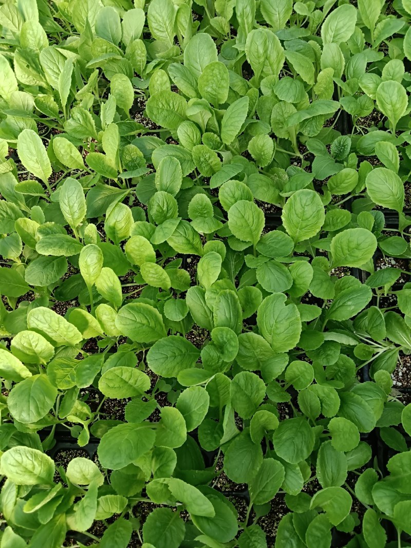 白菜苗预定
