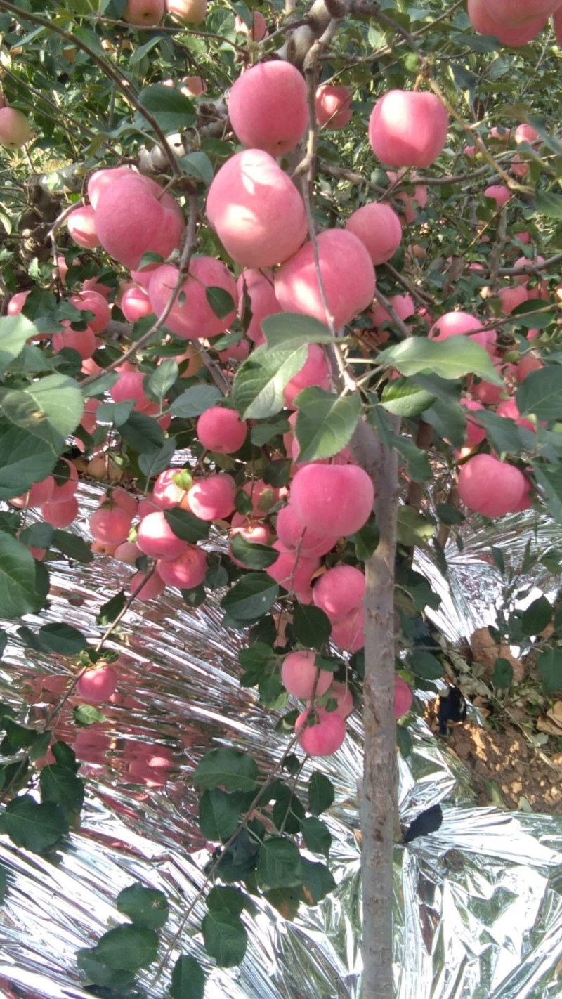 辽宁省葫芦岛市绥中县苹果直销