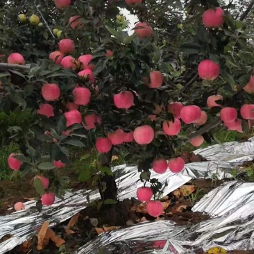 辽宁省葫芦岛市绥中县苹果直销