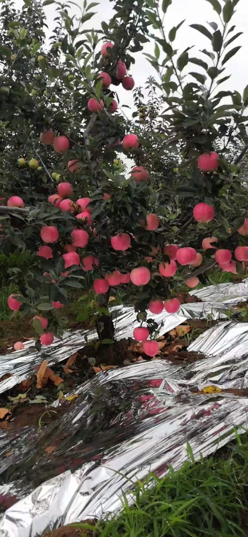 辽宁省葫芦岛市绥中县苹果直销