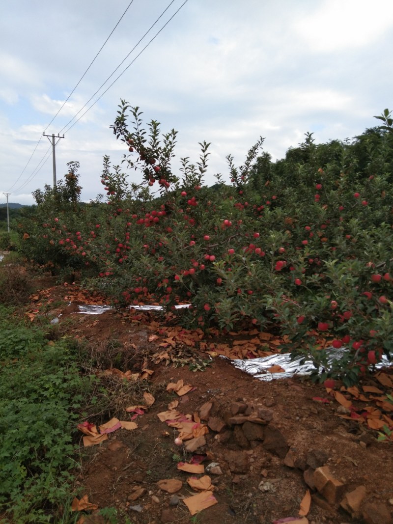 辽宁省葫芦岛市绥中县苹果直销