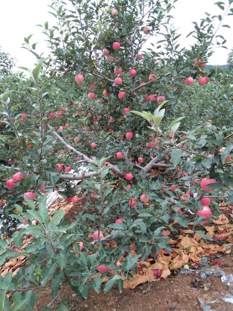 辽宁省葫芦岛市绥中县苹果直销