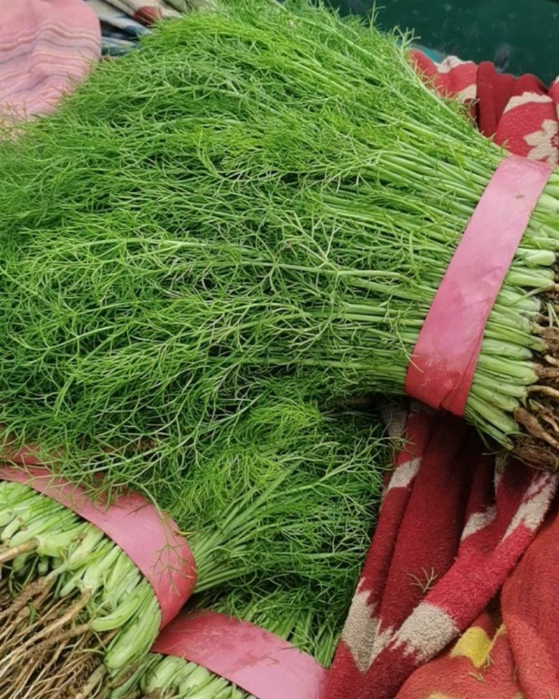 河北邯郸茴香大量上市产地直发大量有货大量供应
