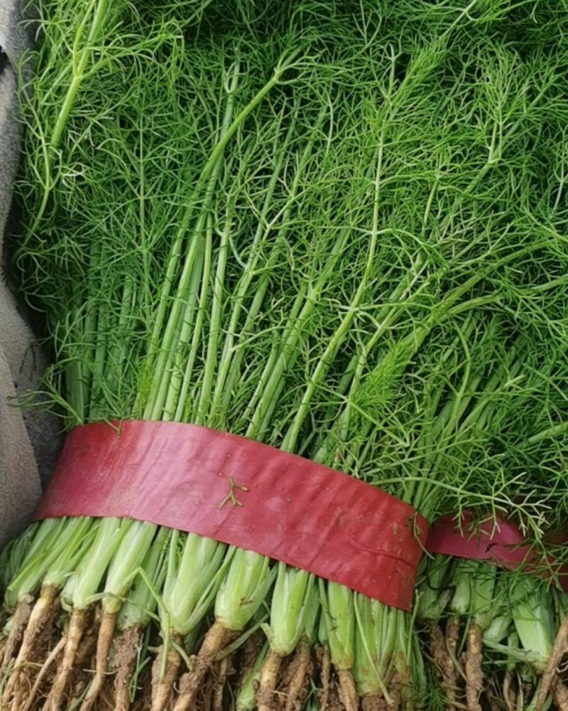河北邯郸茴香大量上市产地直发大量有货大量供应