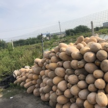 蜜本南瓜大量出售