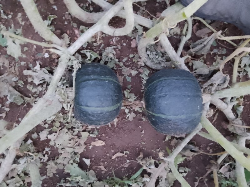 板栗，银栗，红南瓜，贝贝南瓜