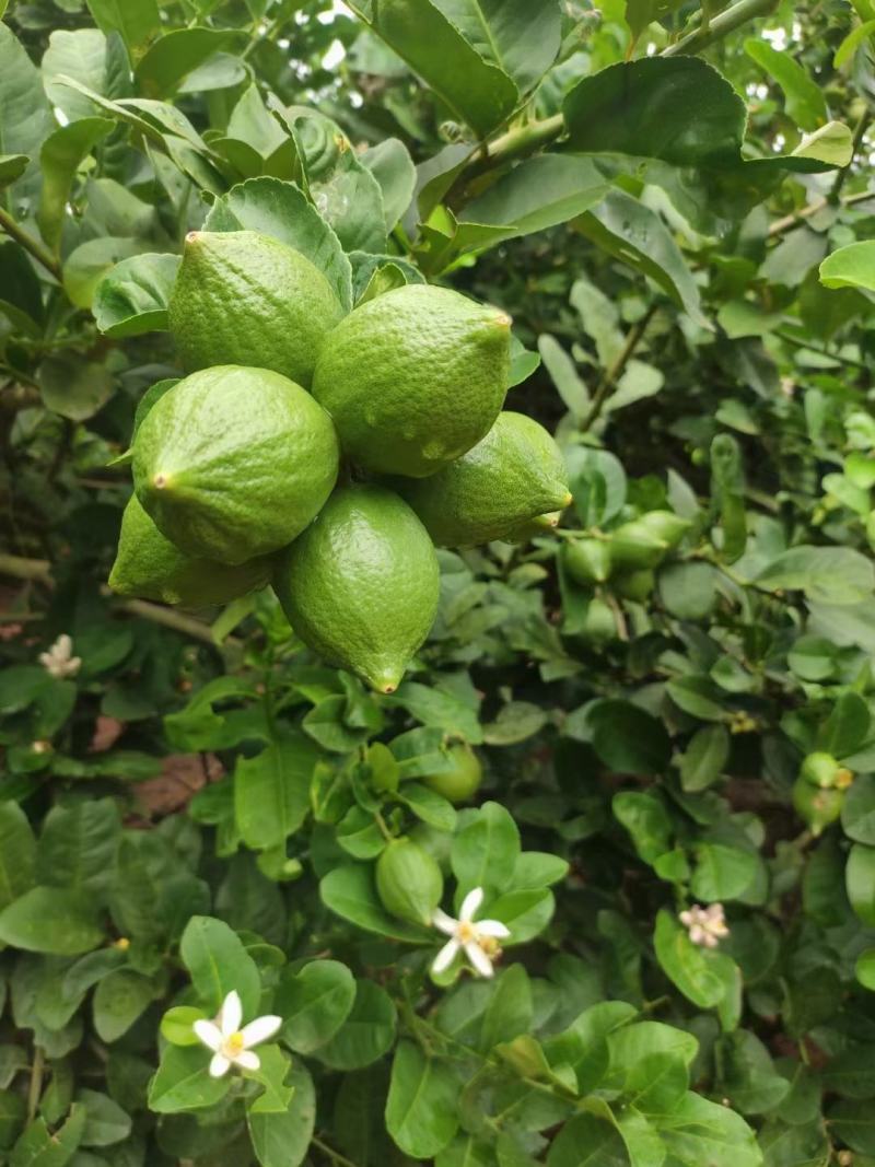 广东香水柠檬树苗奶茶店专用四季香水柠檬无籽嫁接苗果树盆栽