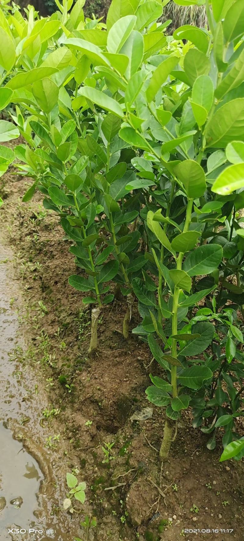 广东香水柠檬树苗奶茶店专用四季香水柠檬无籽嫁接苗果树盆栽