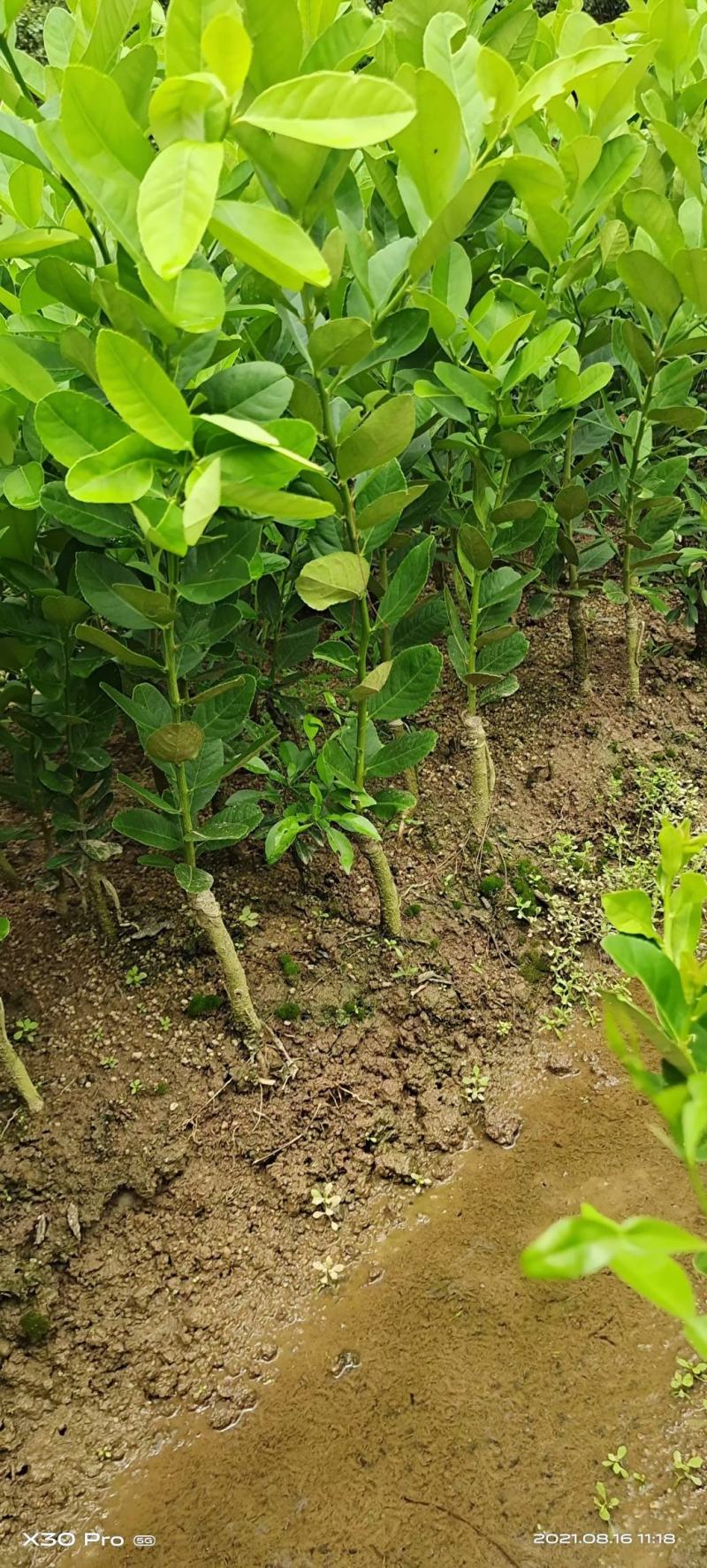 广东香水柠檬树苗奶茶店专用四季香水柠檬无籽嫁接苗果树盆栽