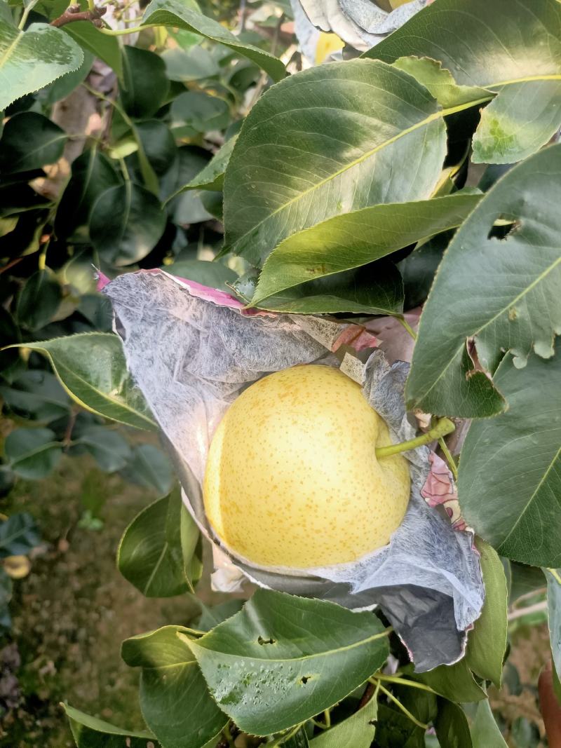 黄冠梨，货源充足，价钱便宜，质量保证，可以发往全国各地，