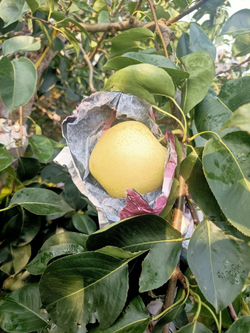 黄冠梨，货源充足，价钱便宜，质量保证，可以发往全国各地，