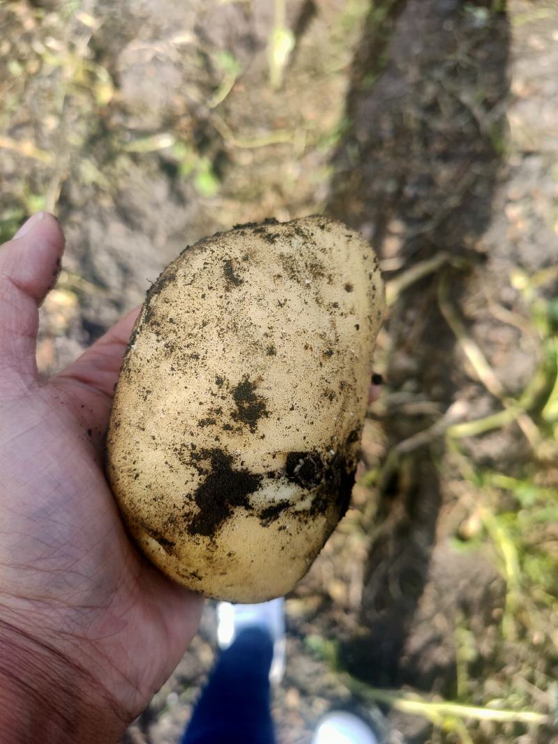兴佳二号，皮毛好，个头大型好，地头出货了