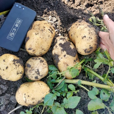 兴佳二号，皮毛好，个头大型好，地头出货了